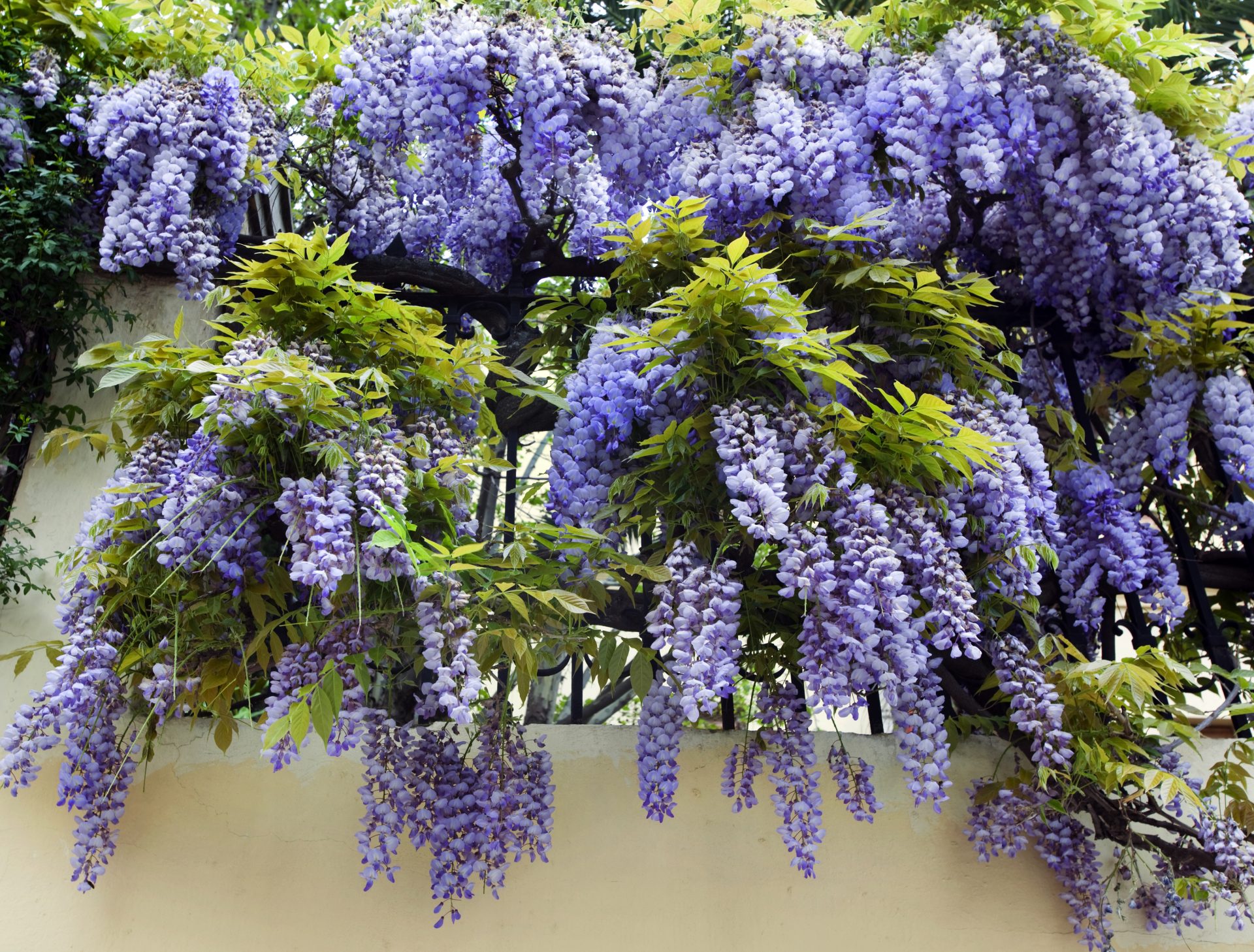 doos spanning Is aan het huilen De 8 mooiste klimplanten voor in je tuin - Hallo Groen