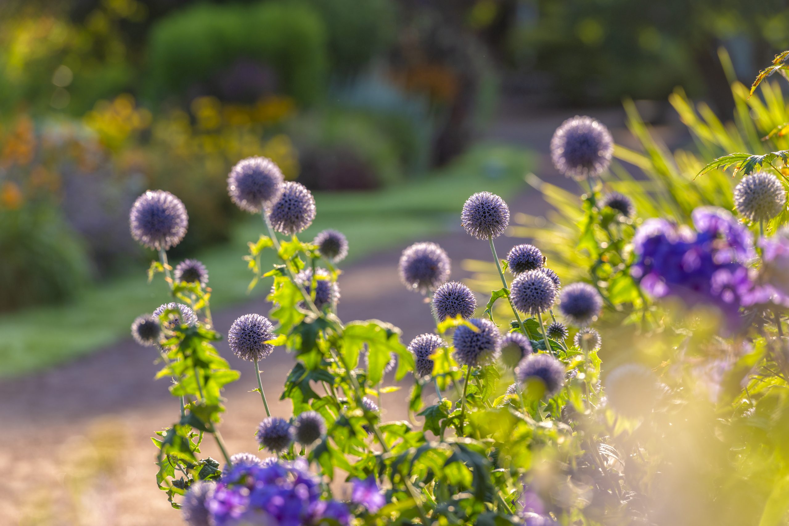 De planten die niet kunnen ontbreken jouw tuin