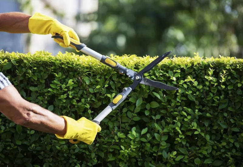 10 tips om het groen in de tuin te onderhouden - Hallo Groen