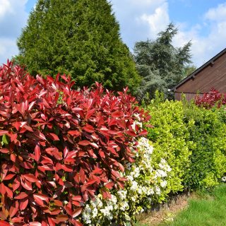 Gemengde haag in tuin met tuinhuisje