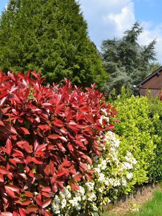 Gemengde haag in tuin met tuinhuisje