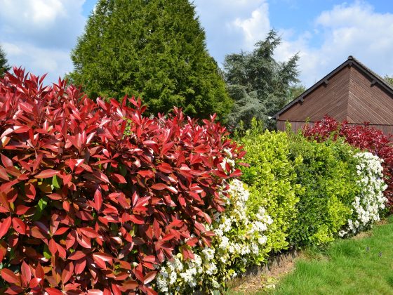 Gemengde haag in tuin met tuinhuisje