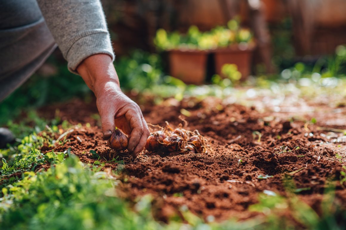 Bloembollen planten in de aarde