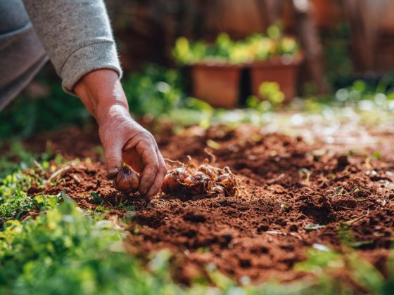 Bloembollen planten in de aarde