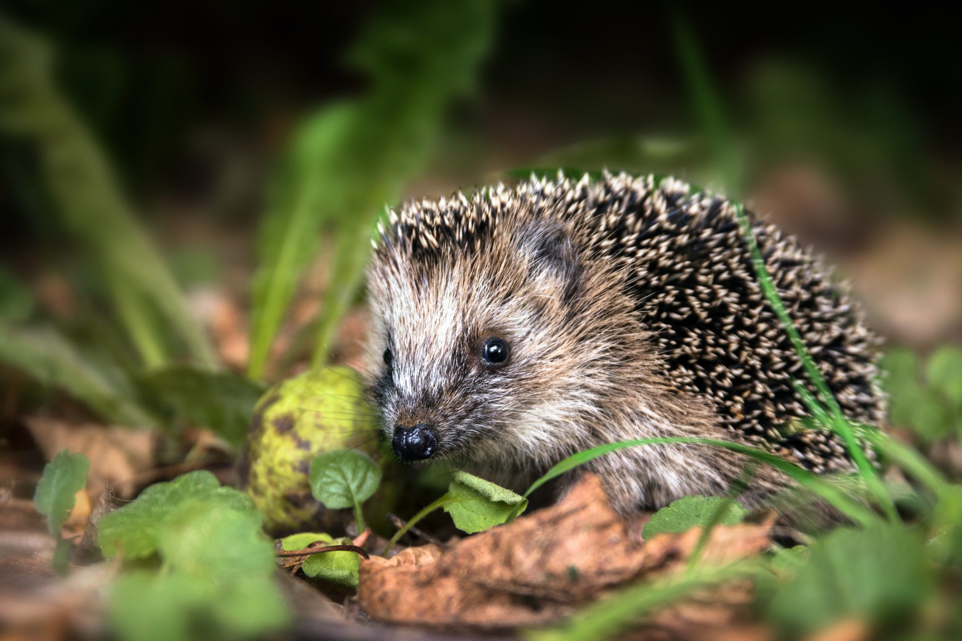 Egel loopt tussen bladeren in winter