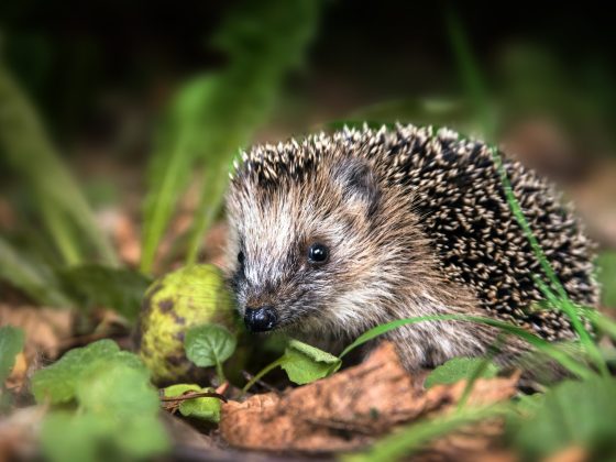 Egel loopt tussen bladeren in winter