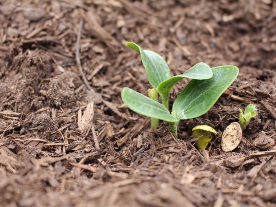 Klein plantje in gezonde bodem