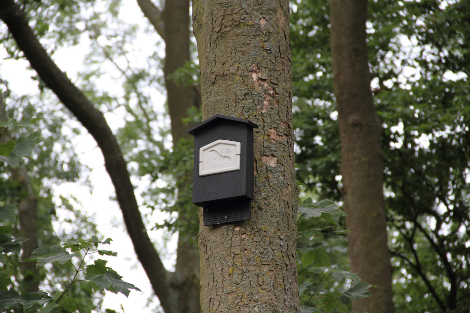 Nestkast voor vleermuis aan hoge boom