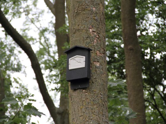 Nestkast voor vleermuis aan hoge boom