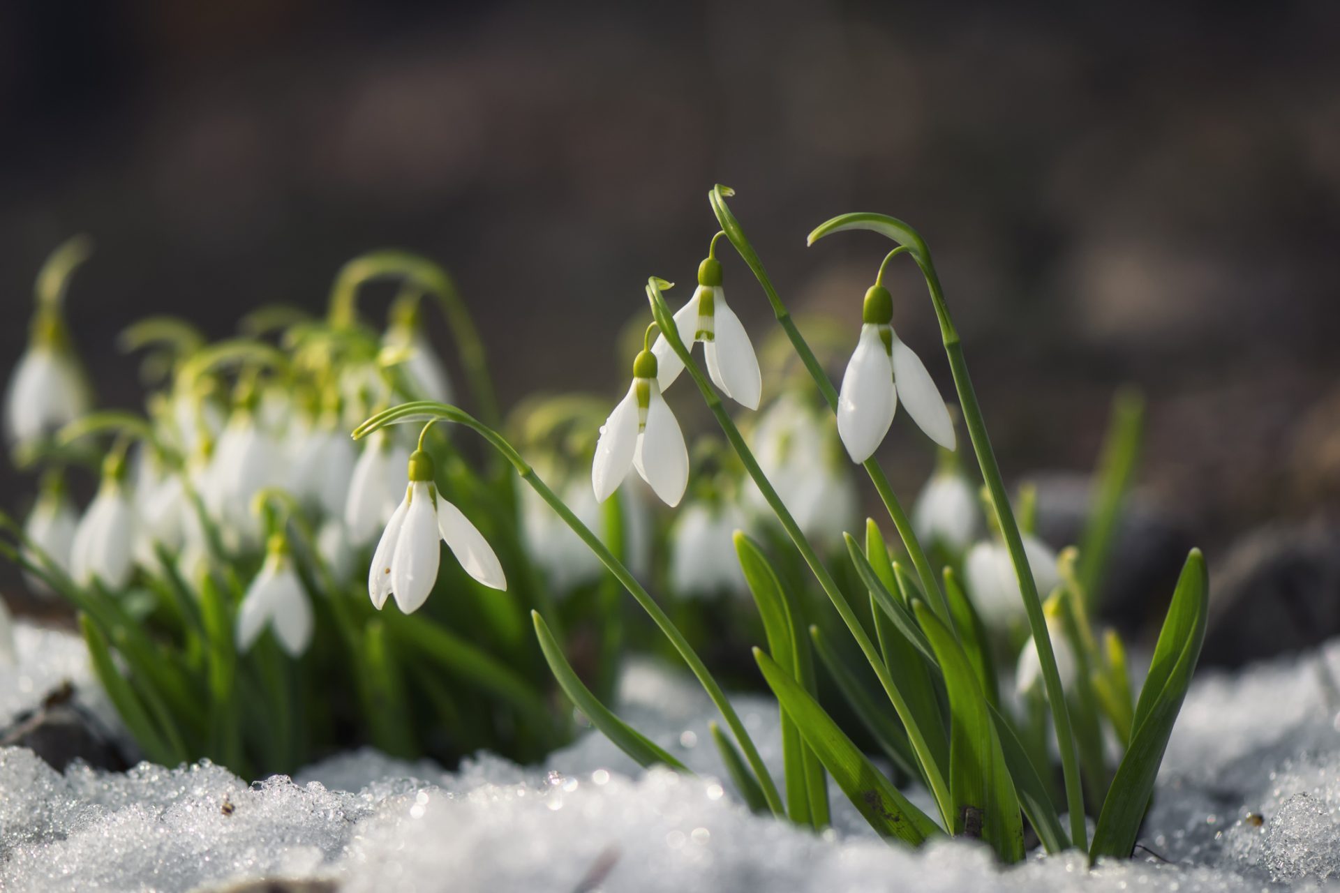 sneeuwklokjes met sneeuw in de tuin