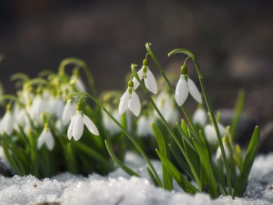 sneeuwklokjes met sneeuw in de tuin