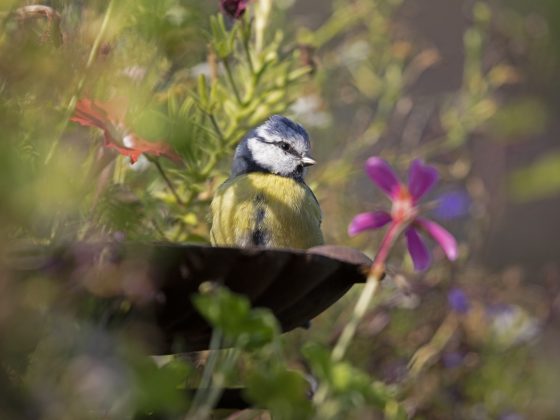 Blauwe koolmees met bloemen
