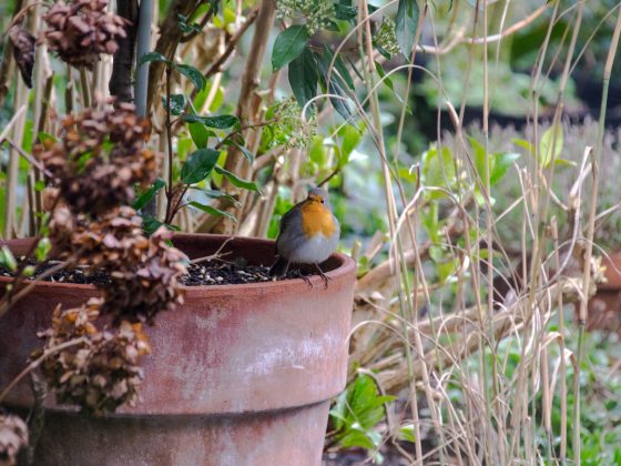 roodborstje op bloempot in tuin