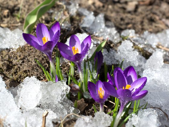 paarse krokus komt uit in winter