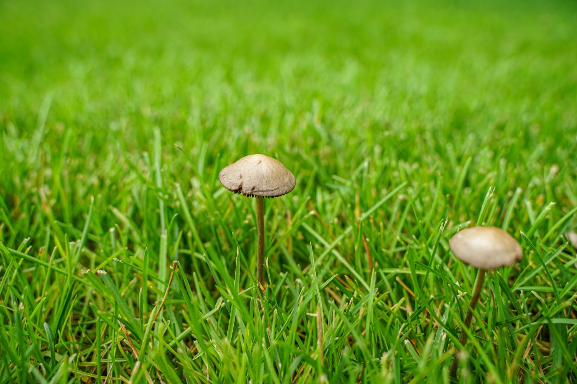 Schimmels en paddestoelen