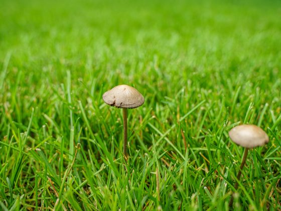 Schimmels en paddestoelen