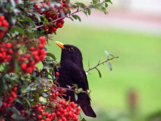 merel eet besjes uit struik