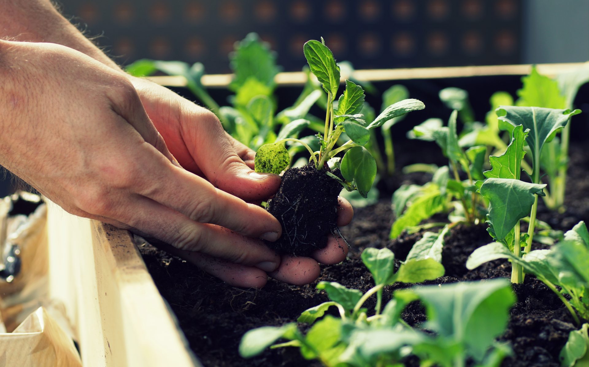 Moestuinplan