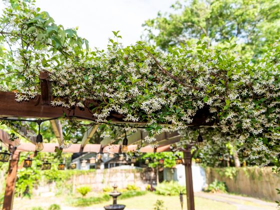 Begroeide pergola