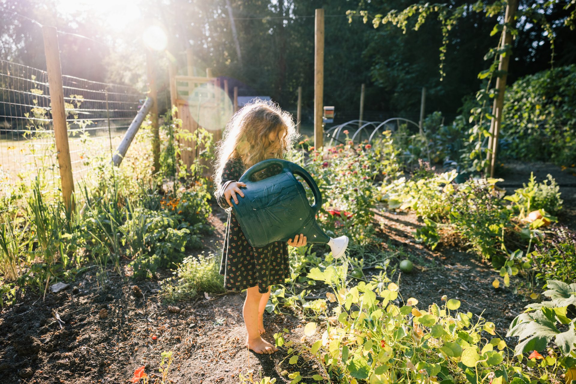 Moestuin verzorgen in augustus