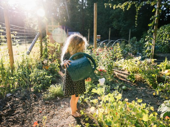 Moestuin verzorgen in augustus