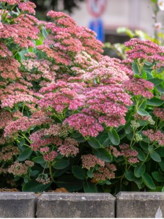 kleur in je tuin met 7 herfstbloeiende vaste planten