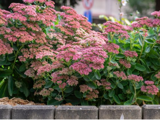 kleur in je tuin met 7 herfstbloeiende vaste planten