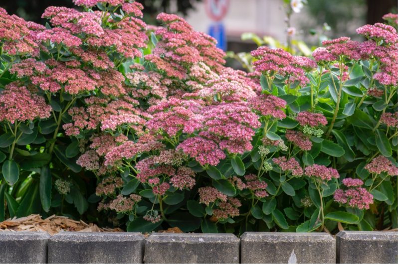 kleur in je tuin met 7 herfstbloeiende vaste planten