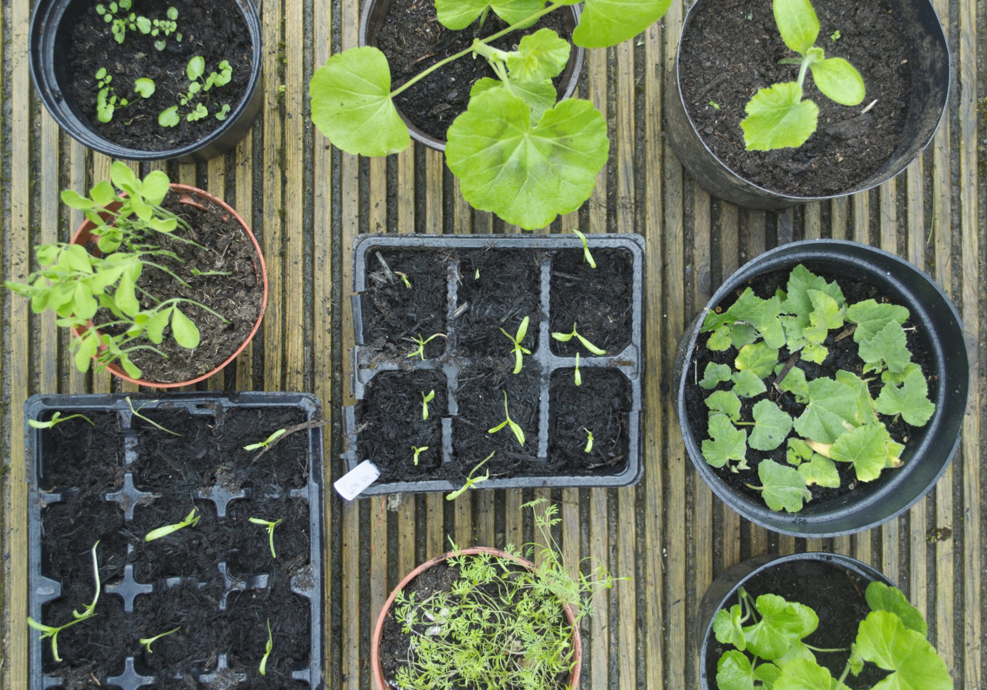 Creëer meer groen in je tuin door vaste planten te stekken, delen en vermeerderen.