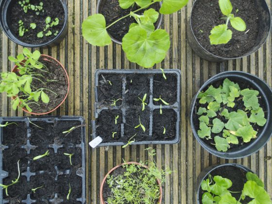 Creëer meer groen in je tuin door vaste planten te stekken, delen en vermeerderen.