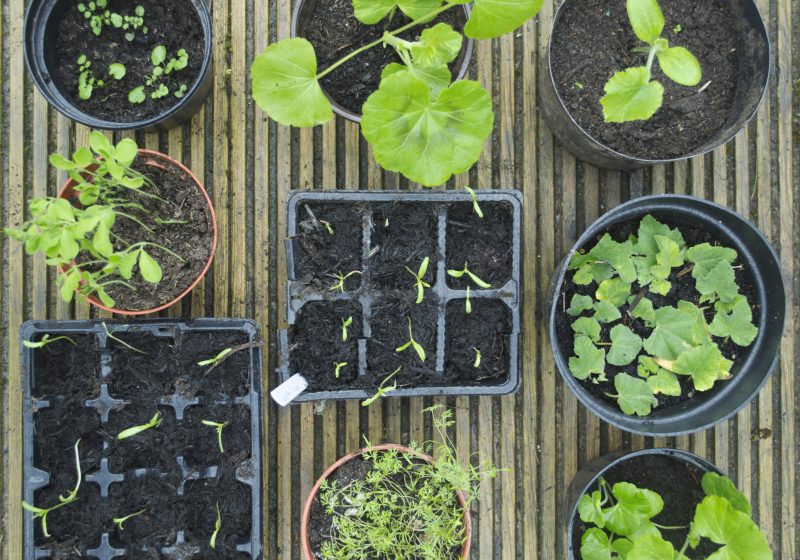 Creëer meer groen in je tuin door vaste planten te stekken, delen en vermeerderen.