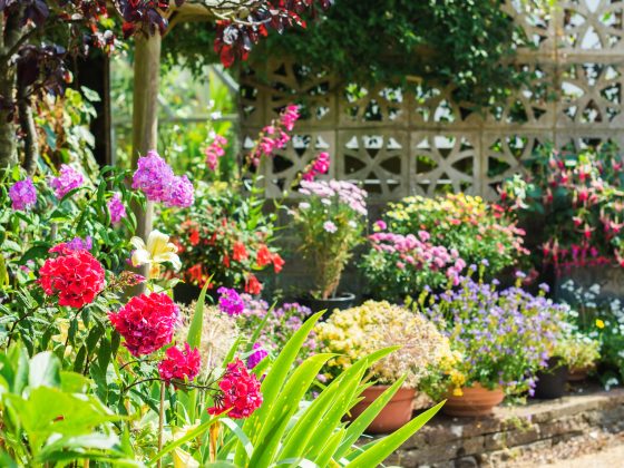 Tuinieren in de zomer: onderhoudstips en snoeitips