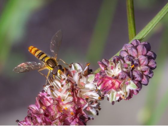 Tips om insecten de nazomer door te helpen