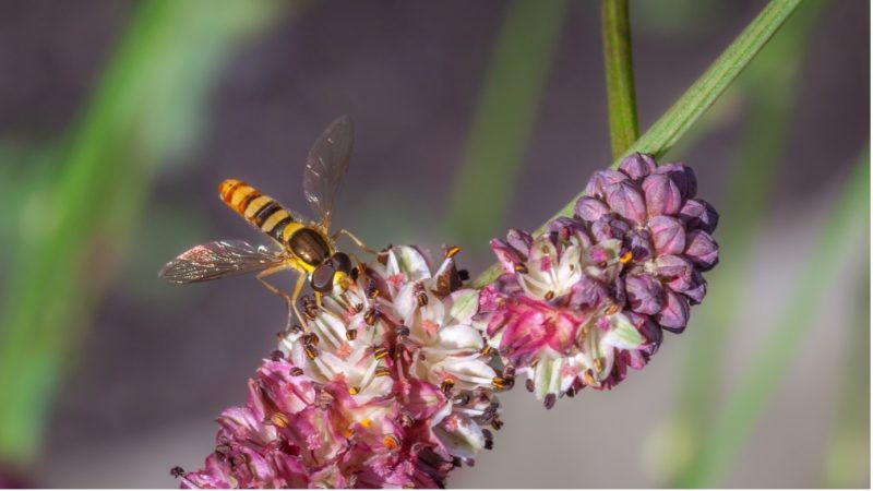 Tips om insecten de nazomer door te helpen