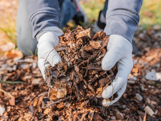 Handige tips voor onderhoud en verzorging van jouw tuin of balkon voor in het najaar.