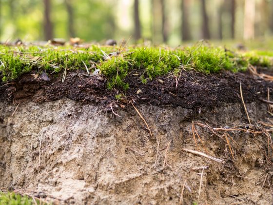 Weten hoe gezond jouw tuinbodem is? Doe de tuinbodemcheck!