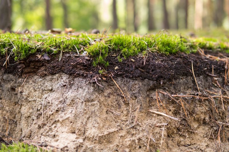 Weten hoe gezond jouw tuinbodem is? Doe de tuinbodemcheck!