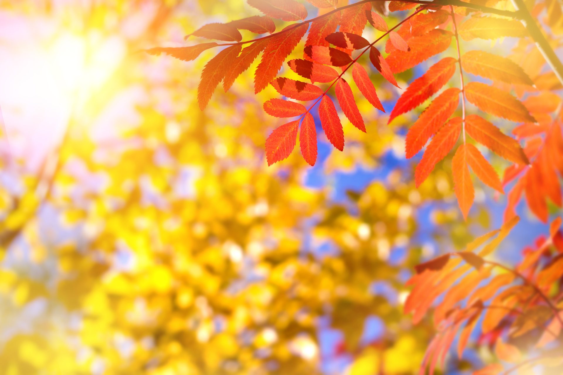 Herfstbladeren zijn goud waard voor je tuin, laat ze dus lekker liggen!