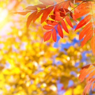 Herfstbladeren zijn goud waard voor je tuin, laat ze dus lekker liggen!