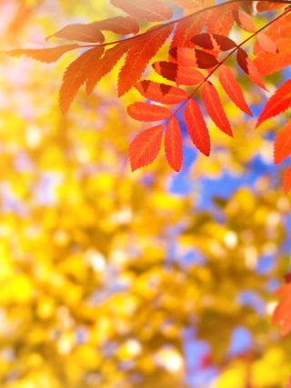 Herfstbladeren zijn goud waard voor je tuin, laat ze dus lekker liggen!
