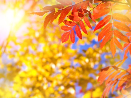 Herfstbladeren zijn goud waard voor je tuin, laat ze dus lekker liggen!