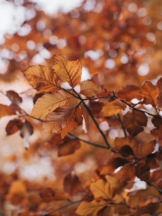 Handige tips voor het najaar voor het onderhouden van de tuin
