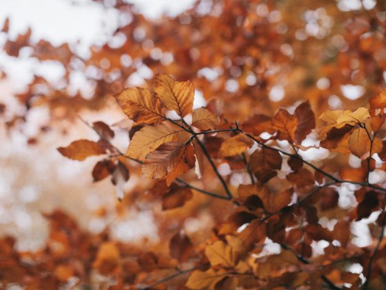 Handige tips voor het najaar voor het onderhouden van de tuin