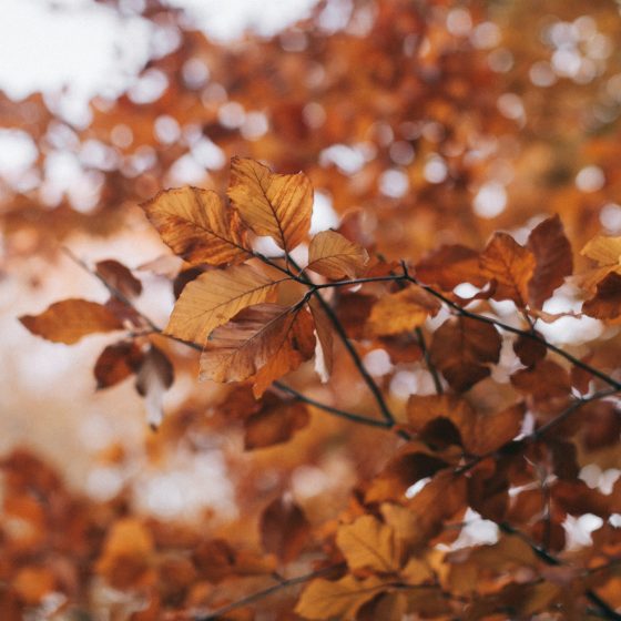 Handige tips voor het najaar voor het onderhouden van de tuin