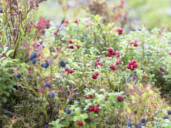 Plant een voedselbos in eigen tuin