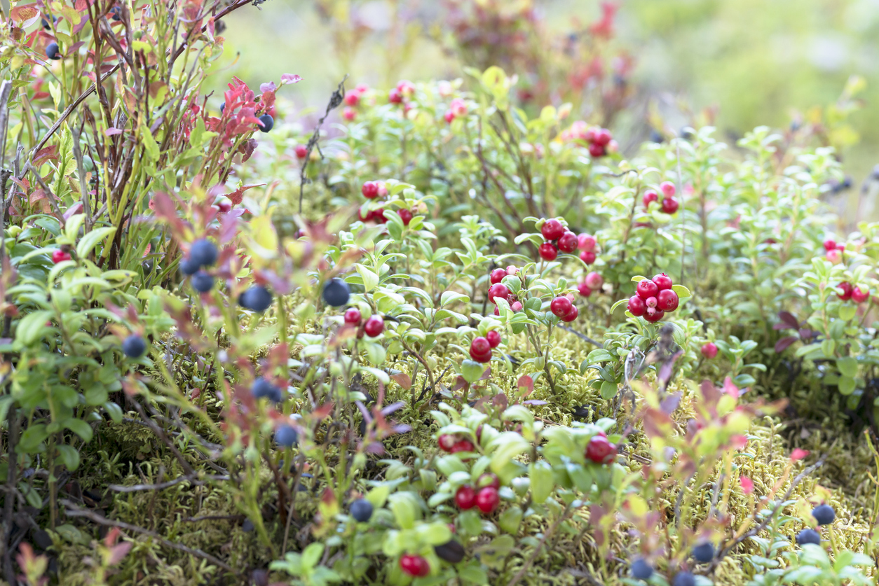 Plant een voedselbos in eigen tuin