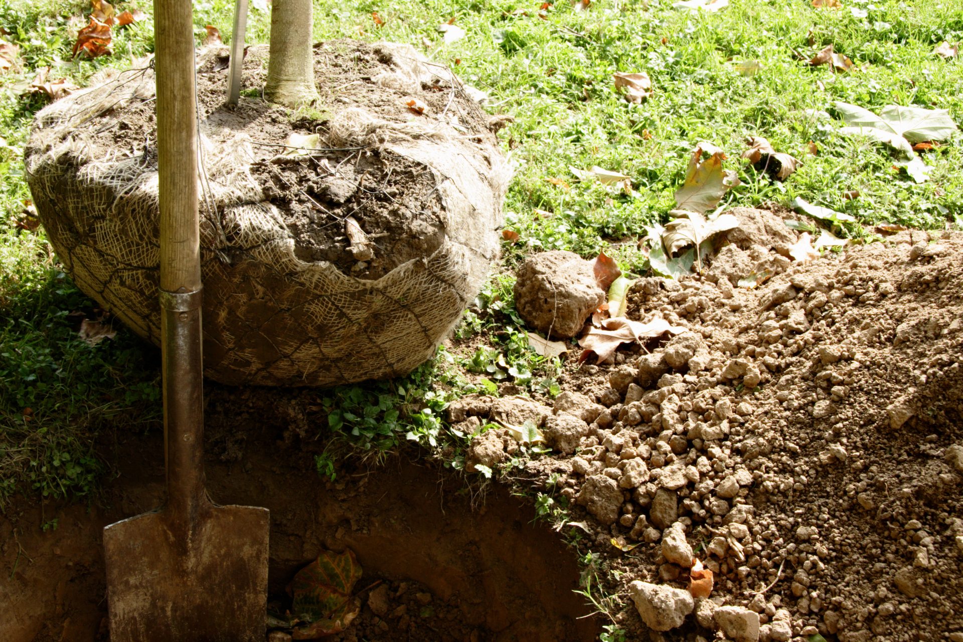 Nationale Boomfeestdag - plant je mee?