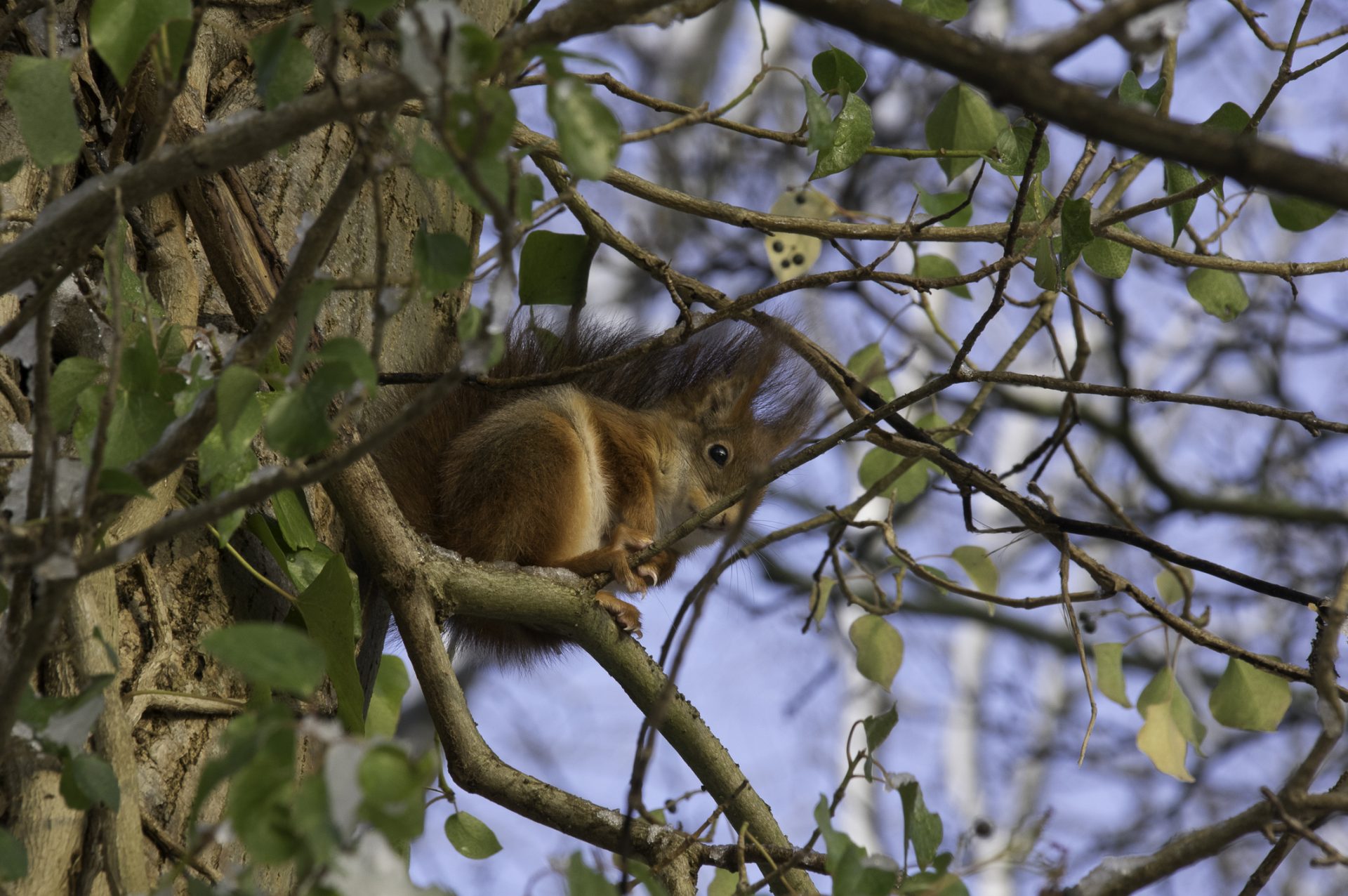 Tuindieren helpen overwinteren in je tuin