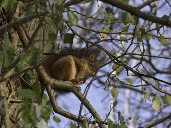Tuindieren helpen overwinteren in je tuin