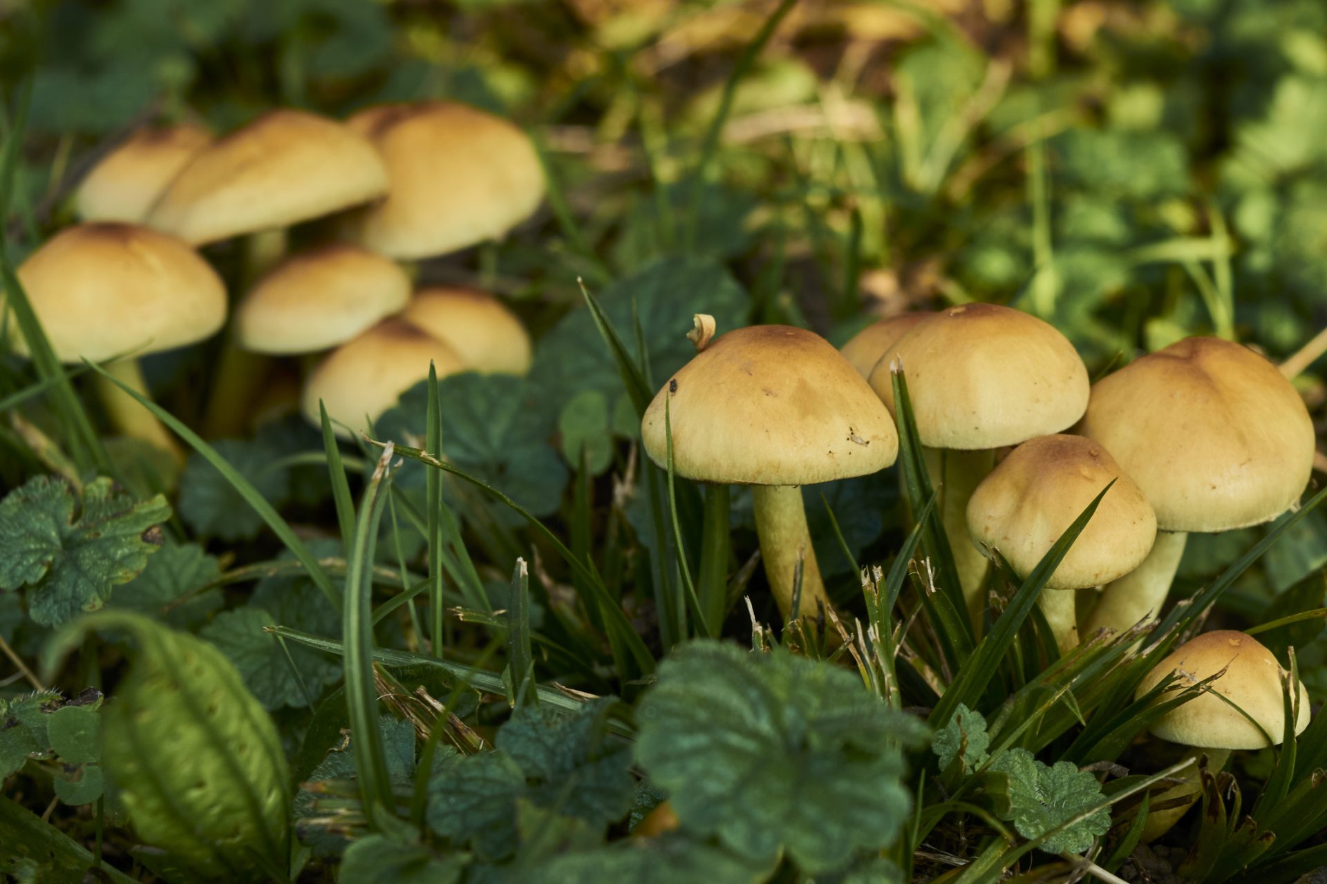 Schimmels en paddenstoelen zijn nuttig voor een voedzame en gezonde bodem